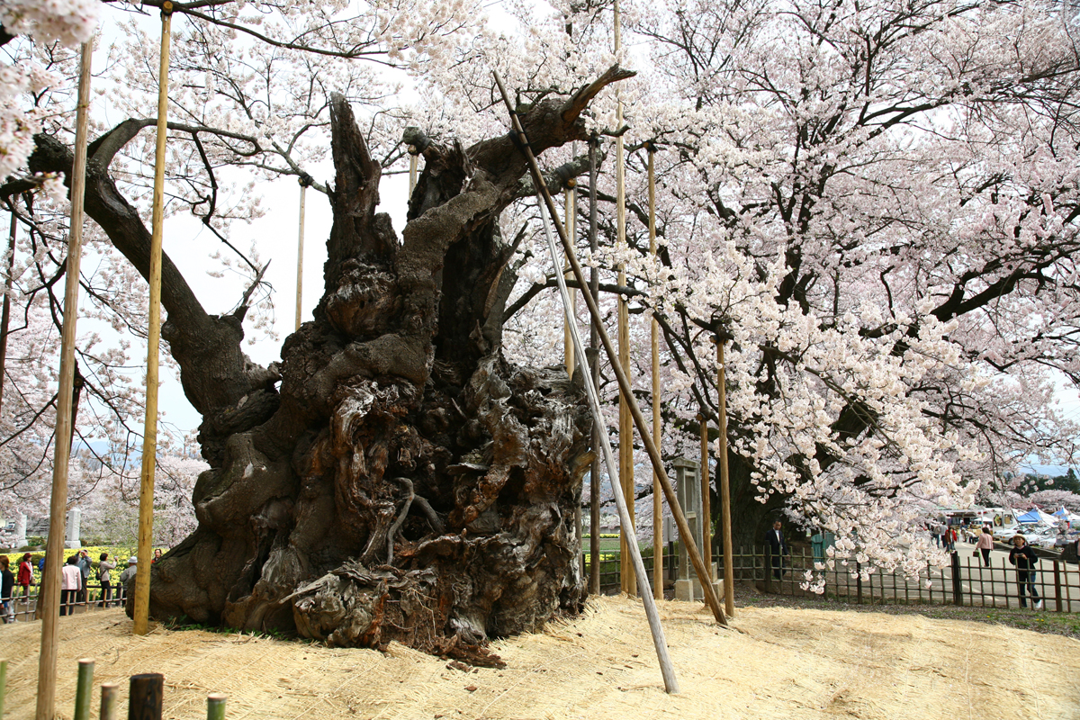 山高の神代桜の写真