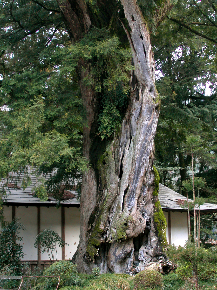 天引八幡神社の大椋の写真