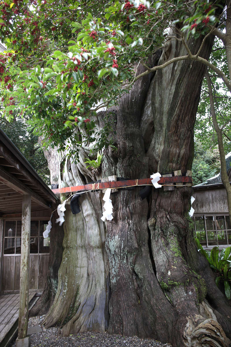 潮崎本之宮神社のビャクシンの写真