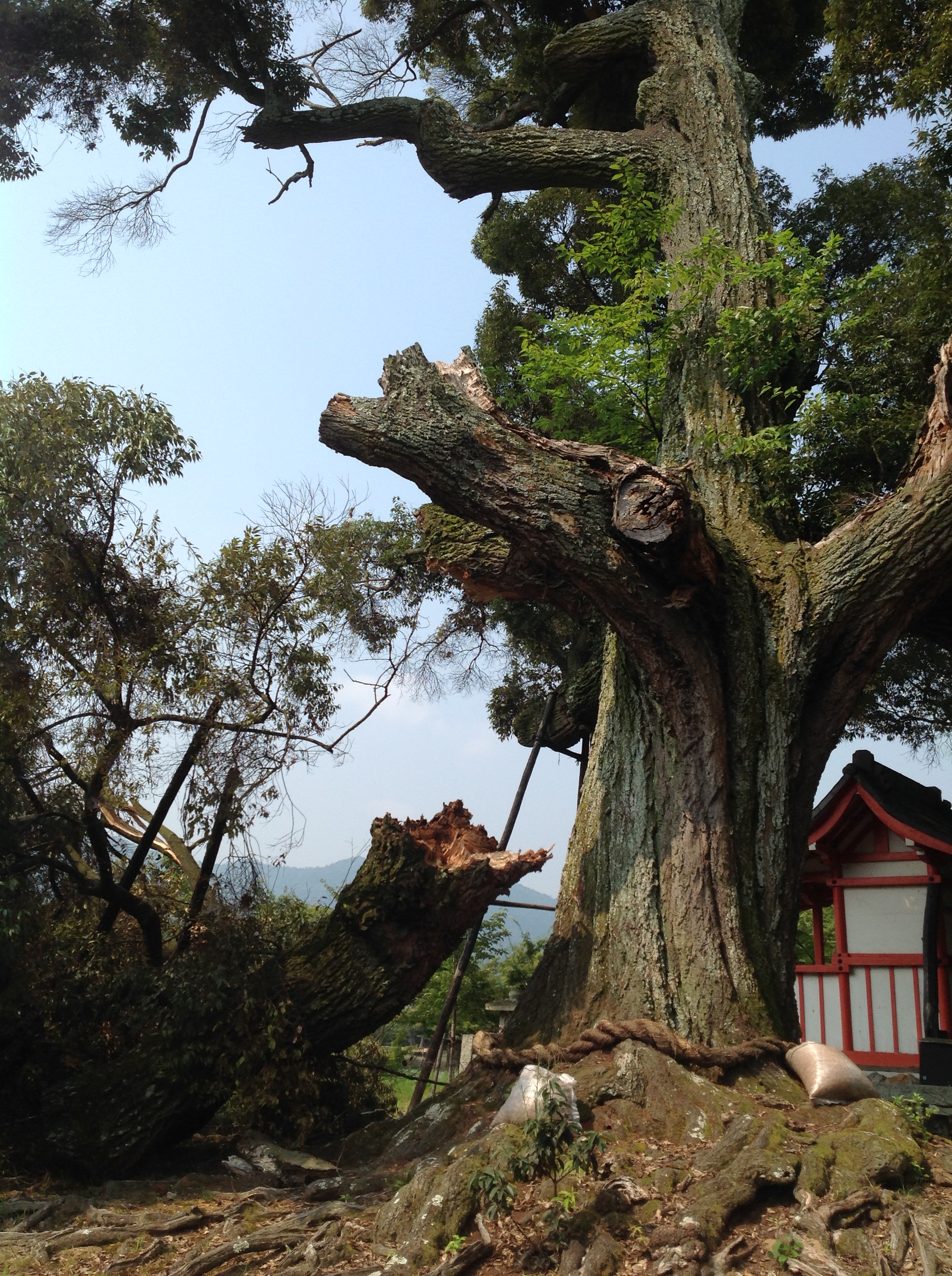 大覚寺大沢池の「御神木」スダジイの写真