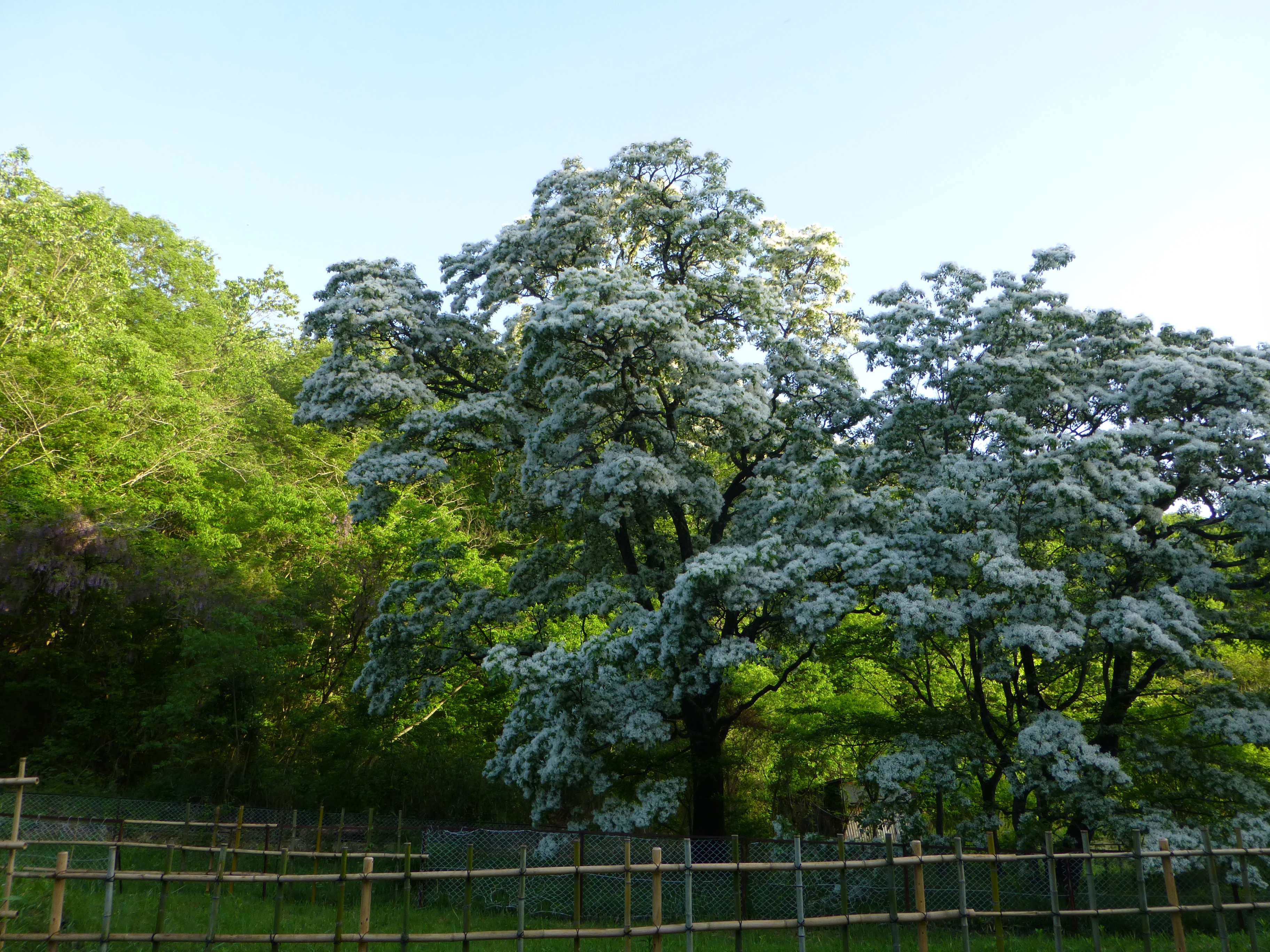 犬山市のヒトツバタゴ自生地の巨木の写真