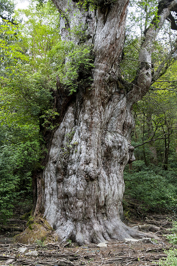 縄文杉と巨樹の写真