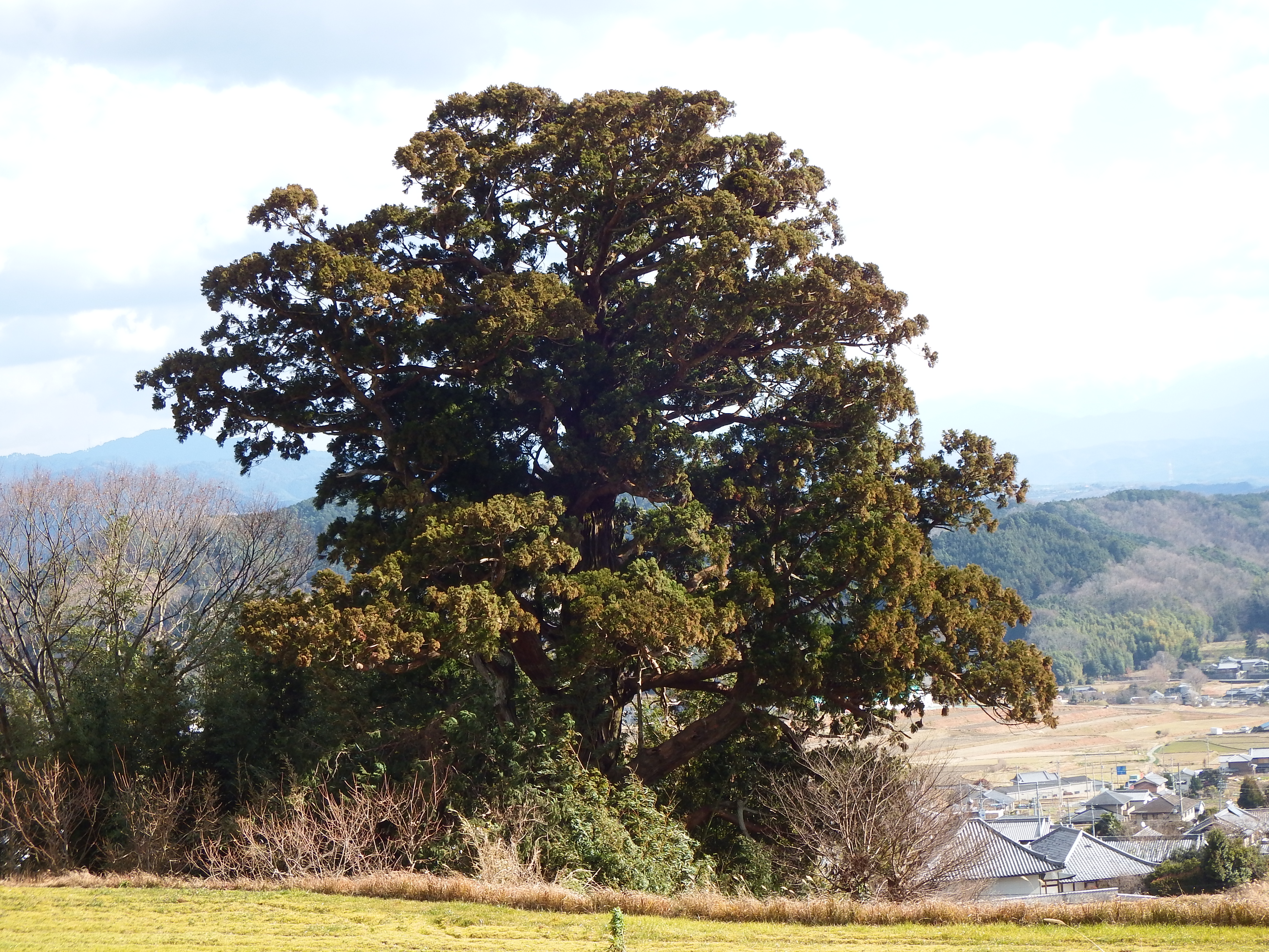 奈良御所「風の森の大杉（大川杉）」の写真