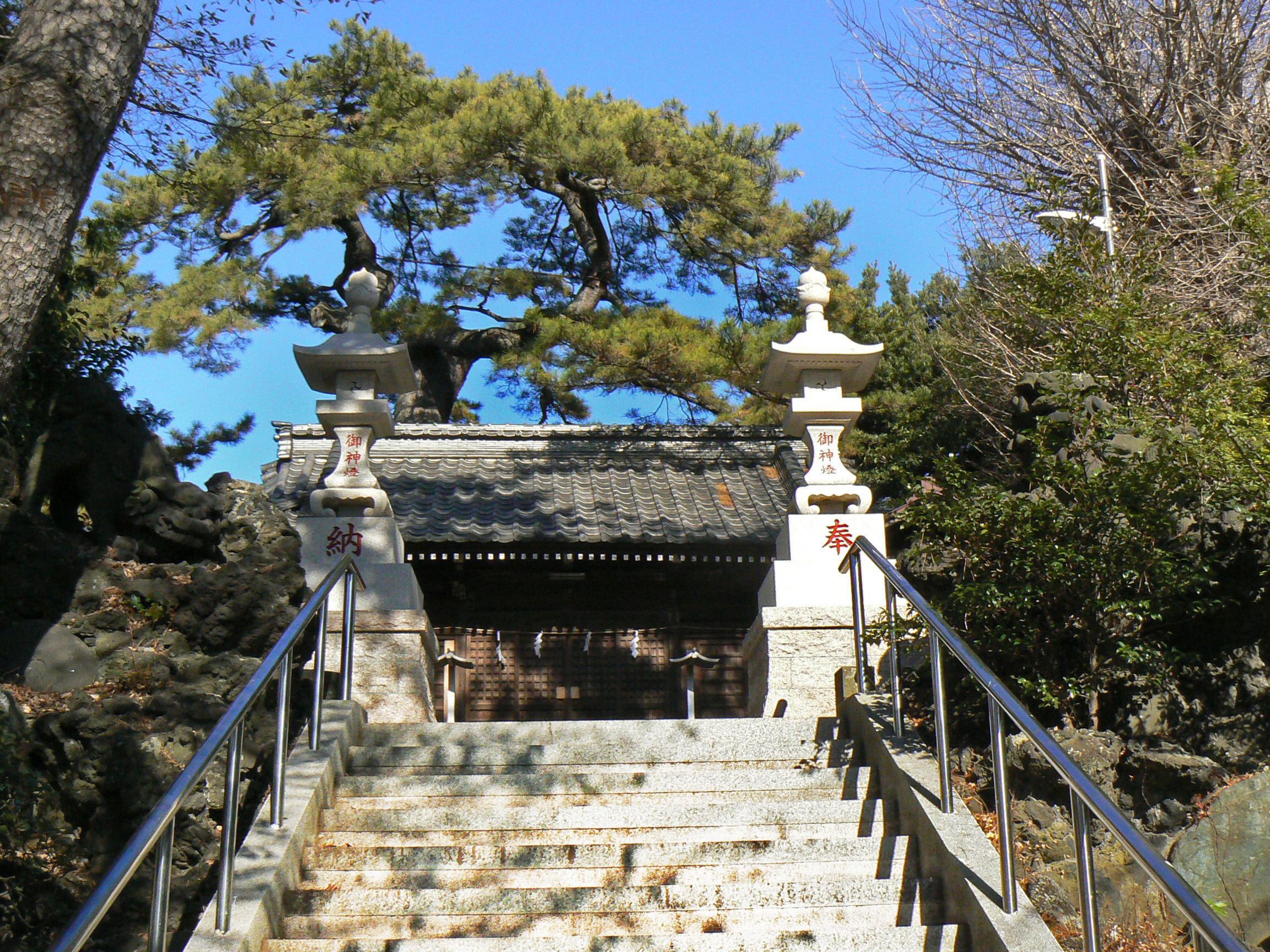 葛飾神社のクロマツの写真