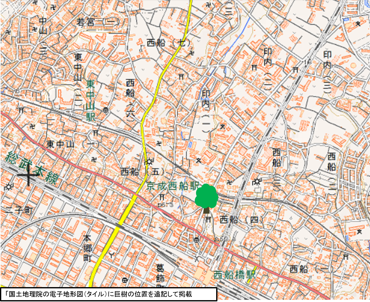葛飾神社のクロマツの地図
