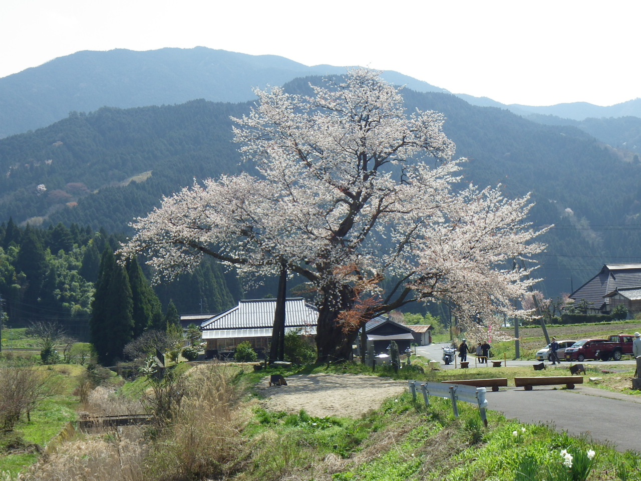 尾所（おそ）の桜の写真