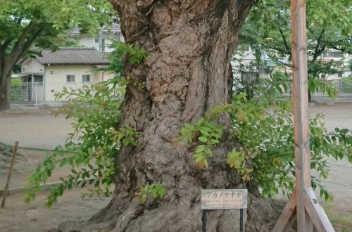 柱に支えられている木の写真