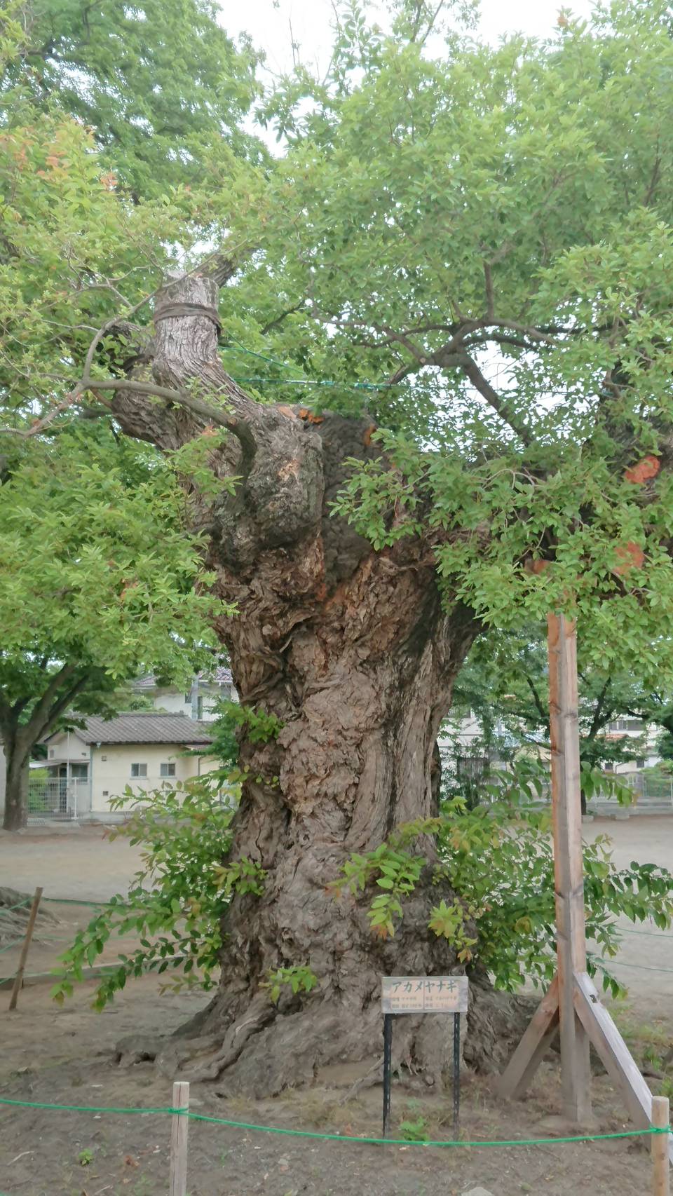 柱に支えられている木の写真