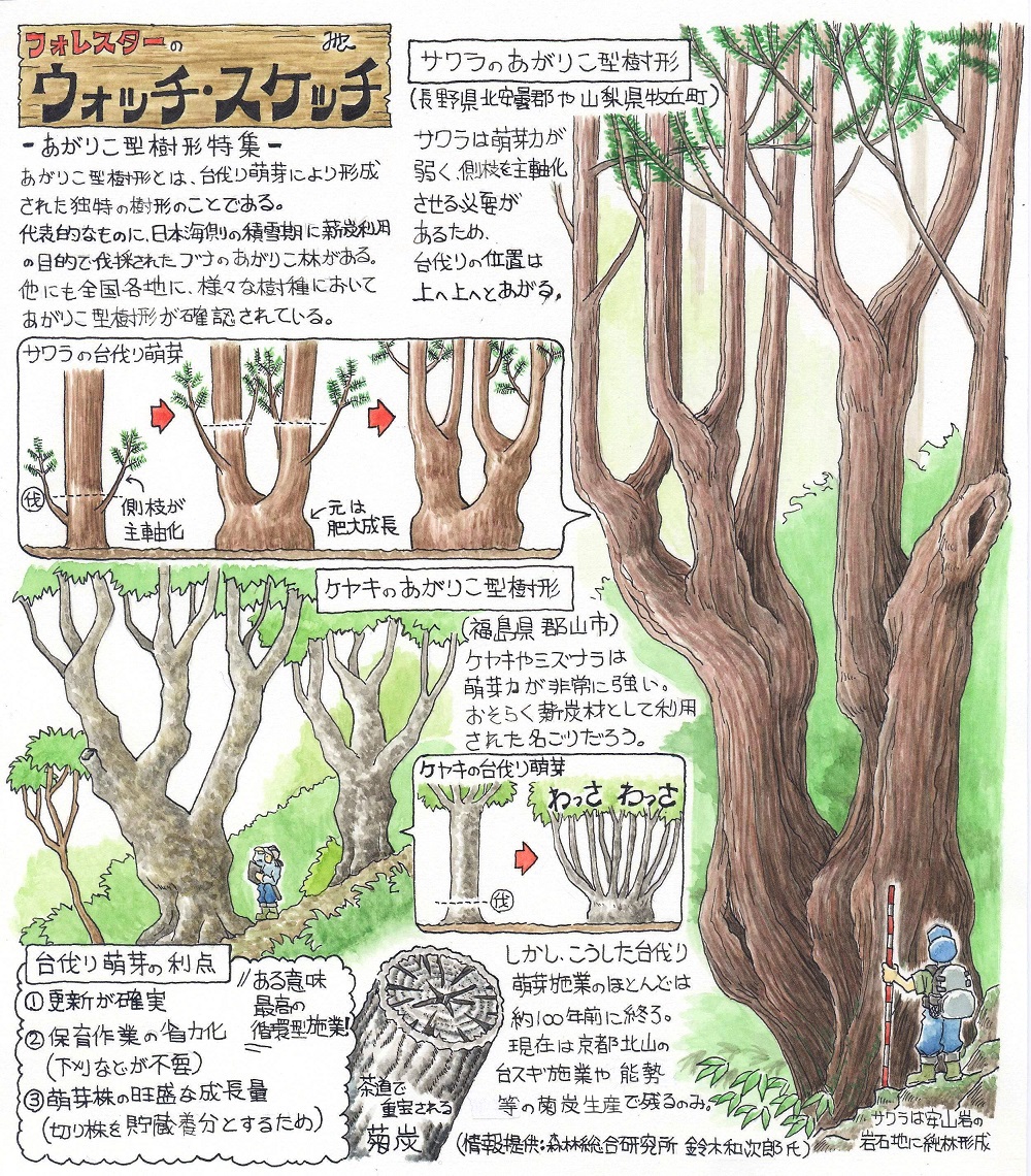 平田美紗子画（日本森林技術協会会誌『森林技術』より）
