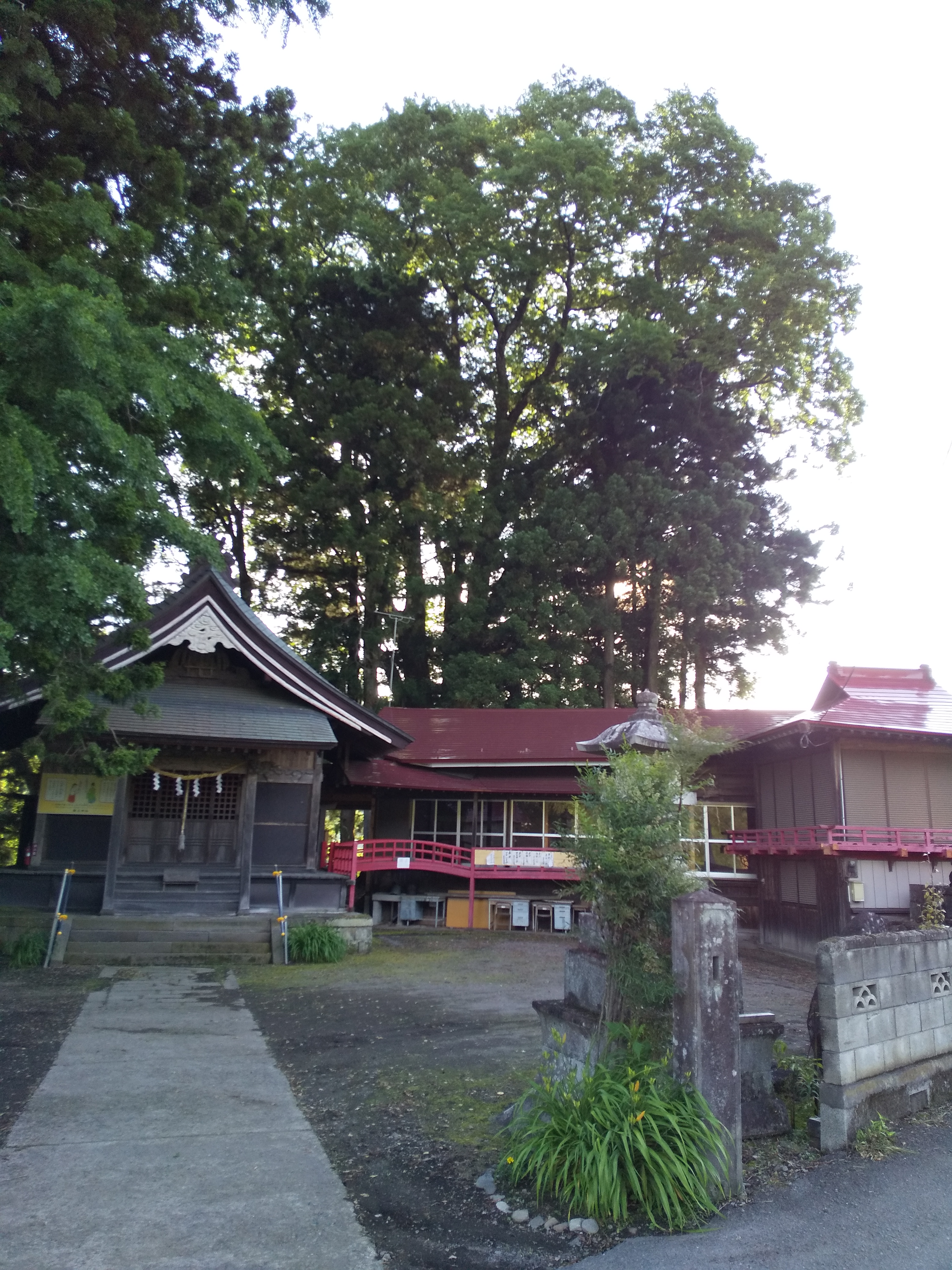 椿名神社。社殿後ろの丸い樹冠が大ケヤキ