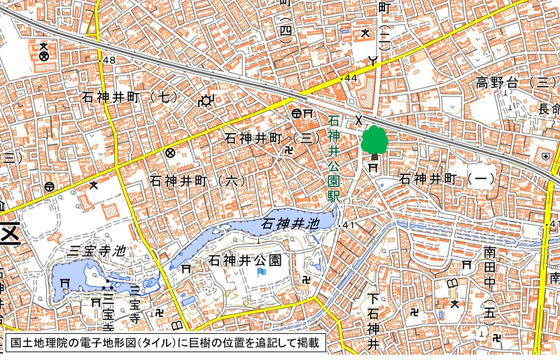 和田稲荷のシラカシの地図