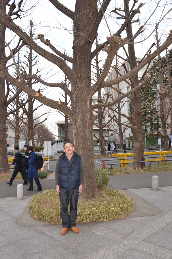 應義塾大学日吉キャンパスのイチョウ並木も剪定した