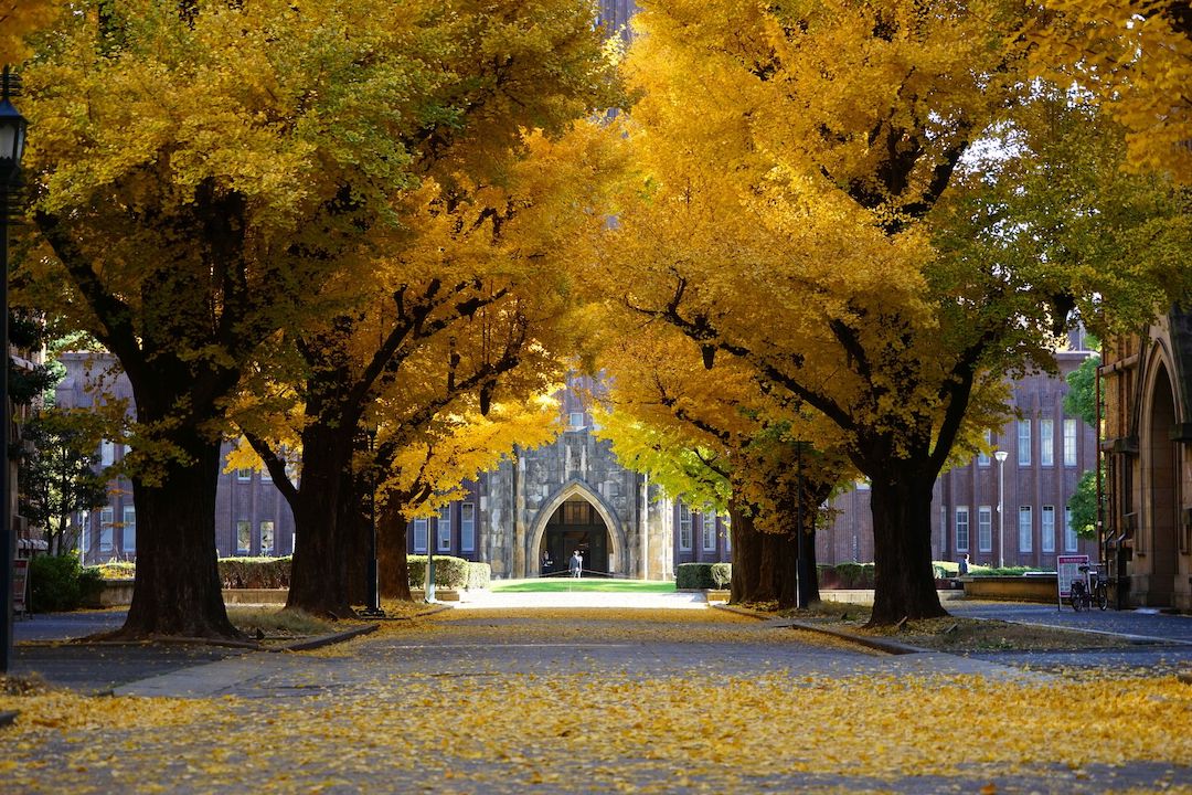 秋の東京大学本郷キャンパスのイチョウ並木