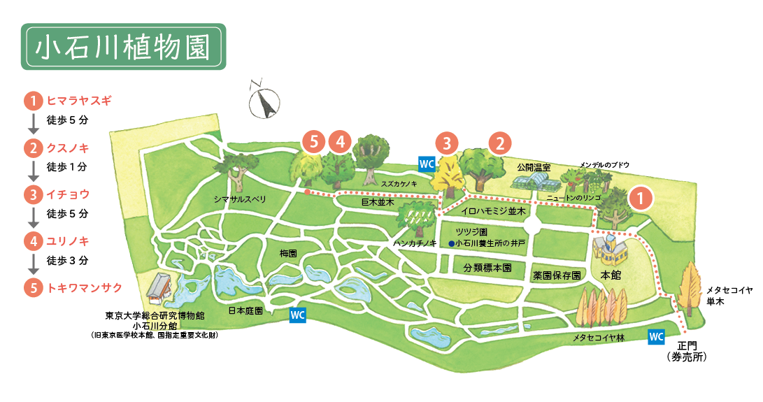小石川植物園地図