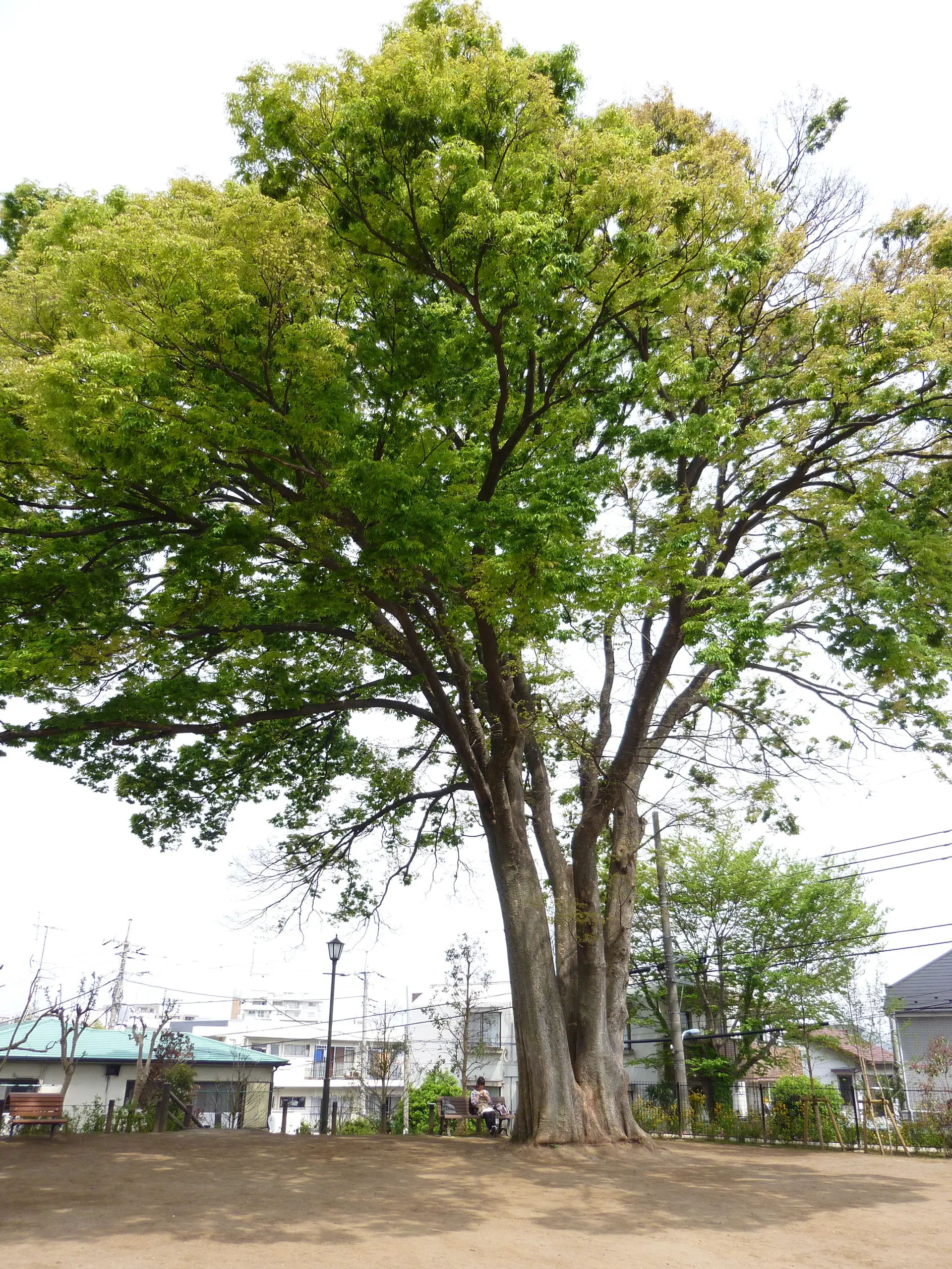 巨樹コラム：環境省