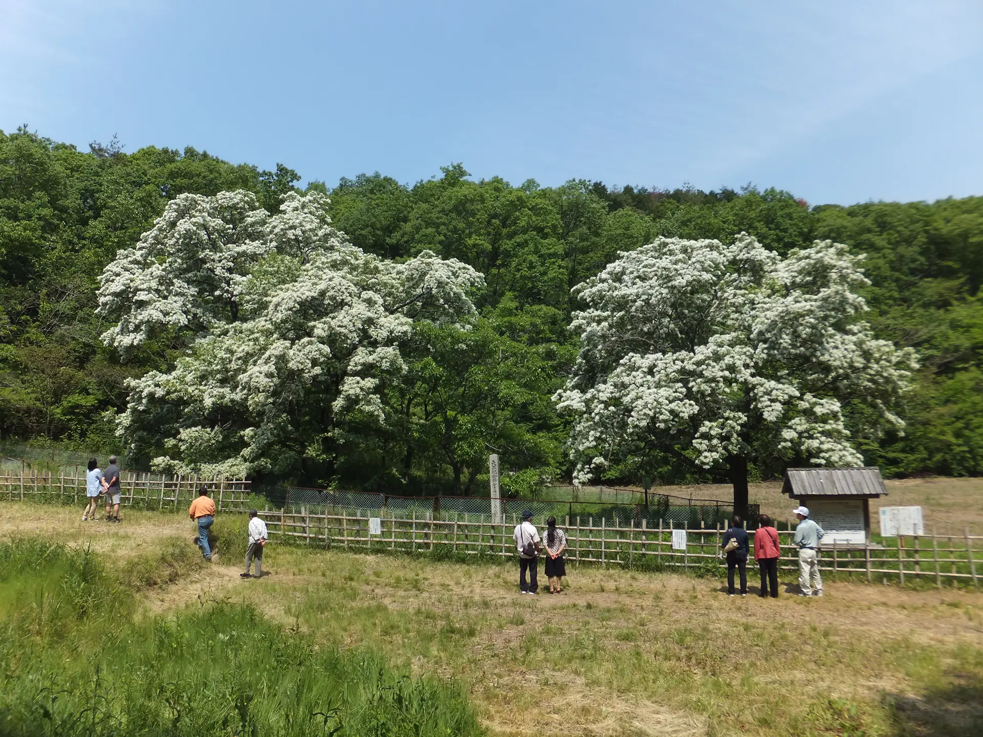 犬山市のヒトツバタゴ自生地の写真2