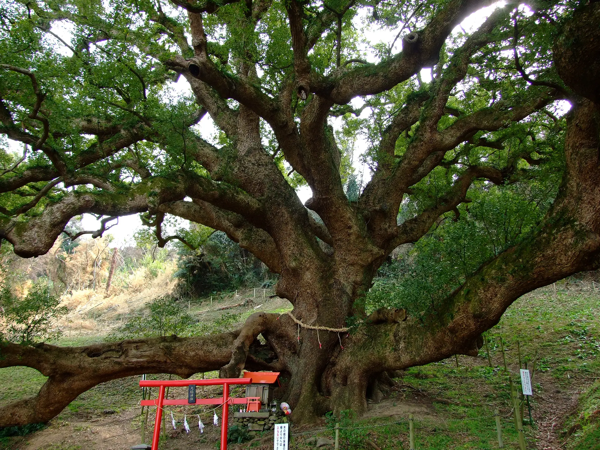 志々島の大楠の写真1