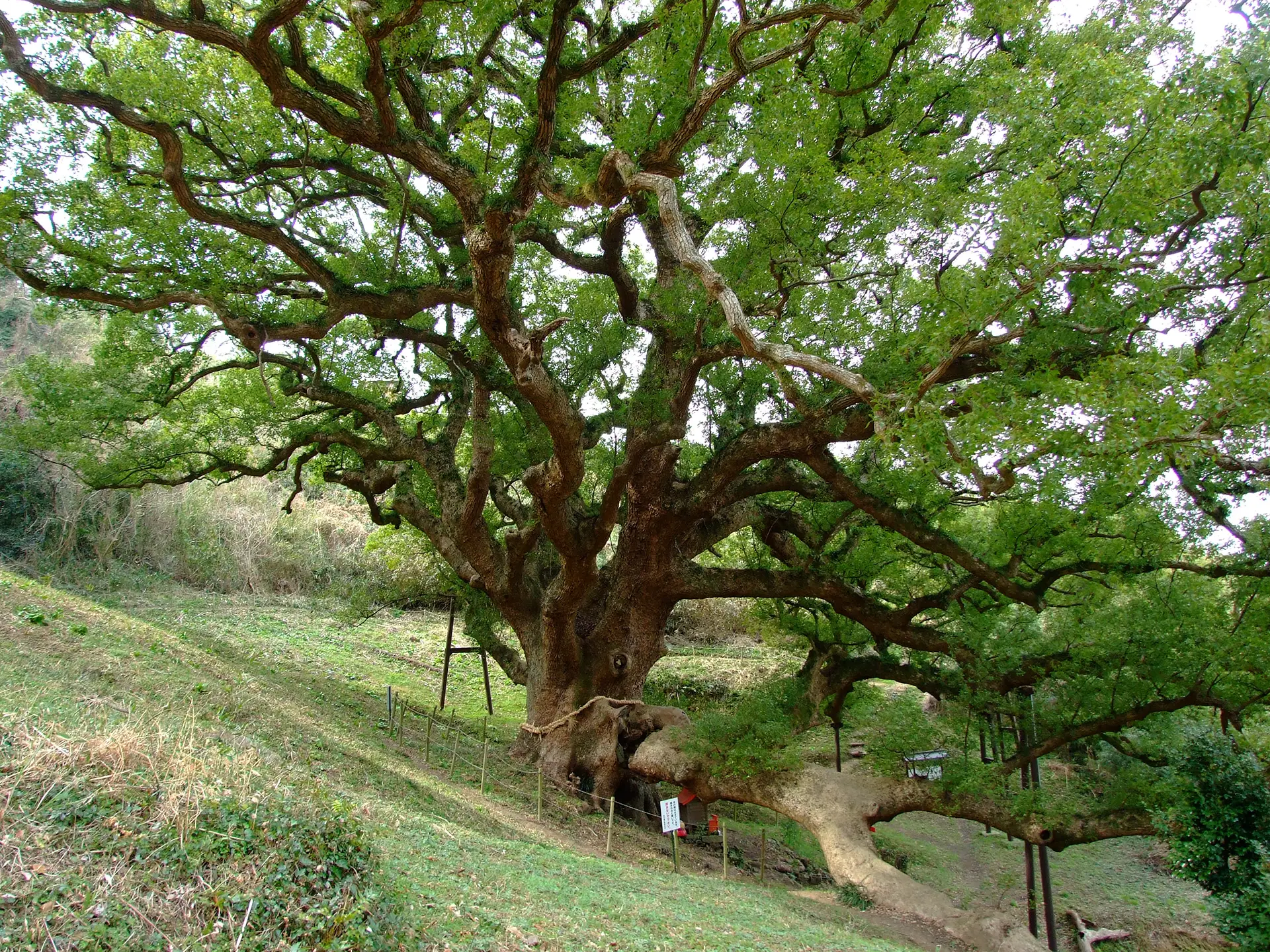 志々島の大楠の写真2