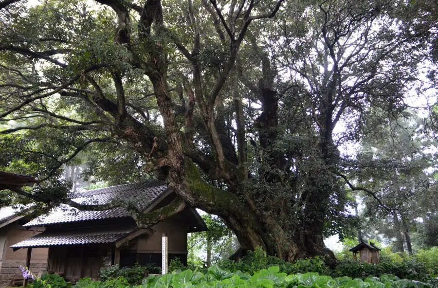 安久山の大シイの写真