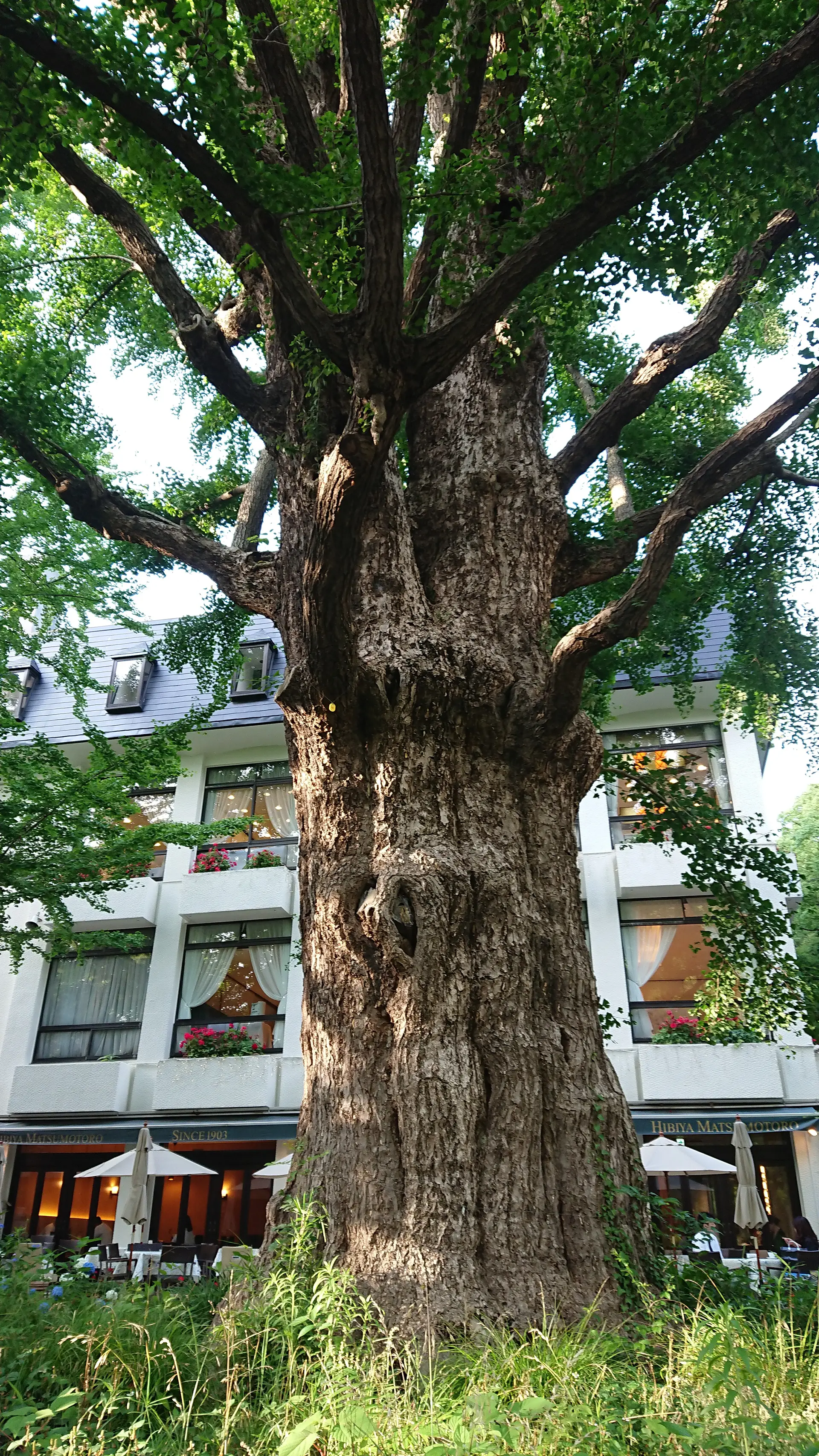 本多の首かけ銀杏正面の写真