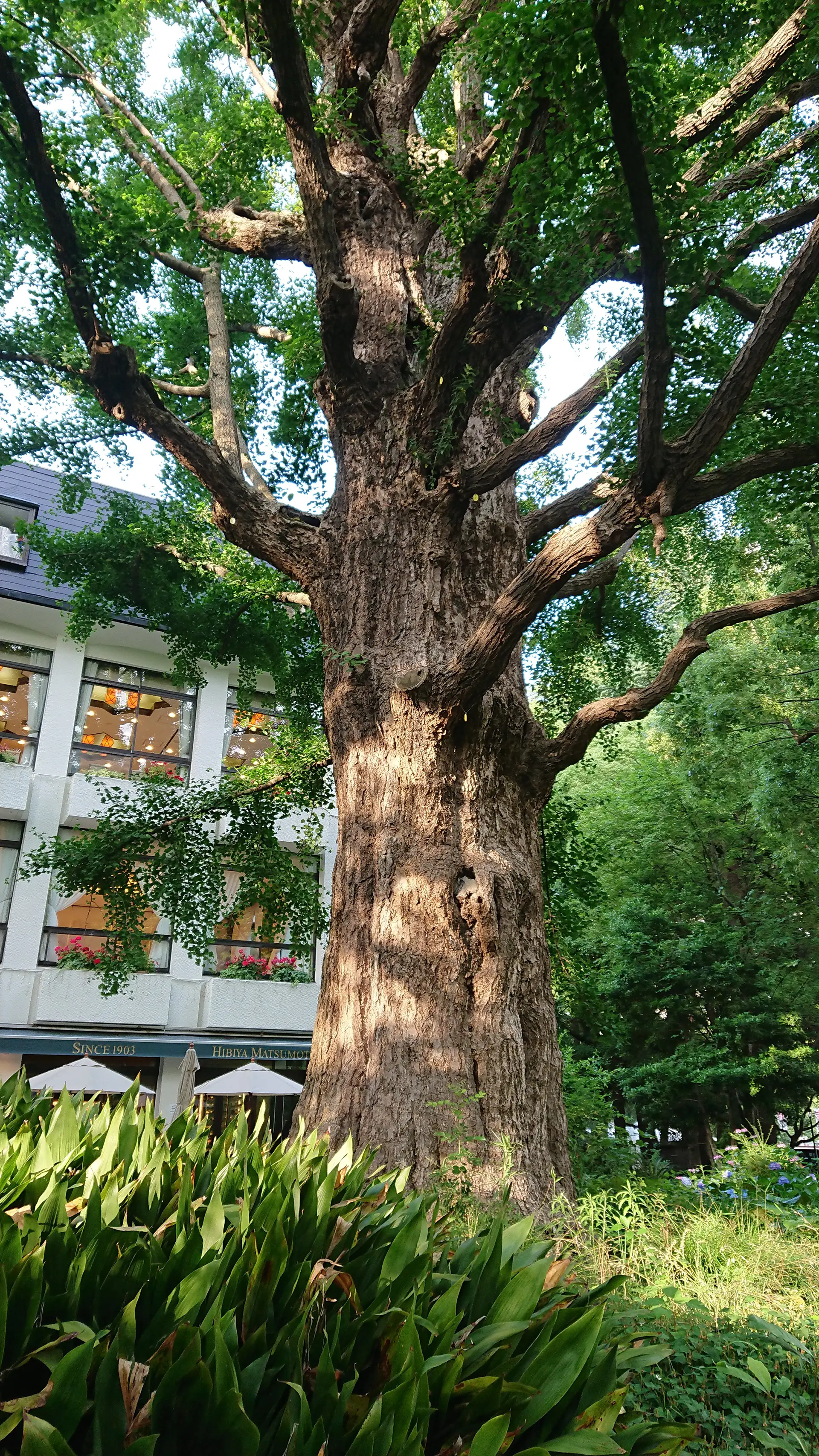 本多の首かけ銀杏横顔の写真