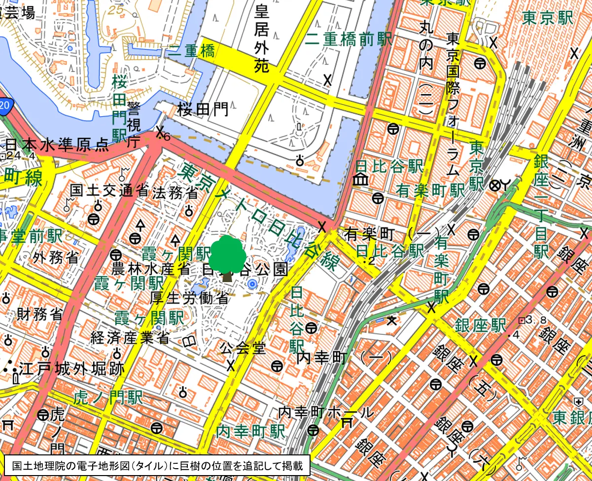 本多の首かけ銀杏の地図
