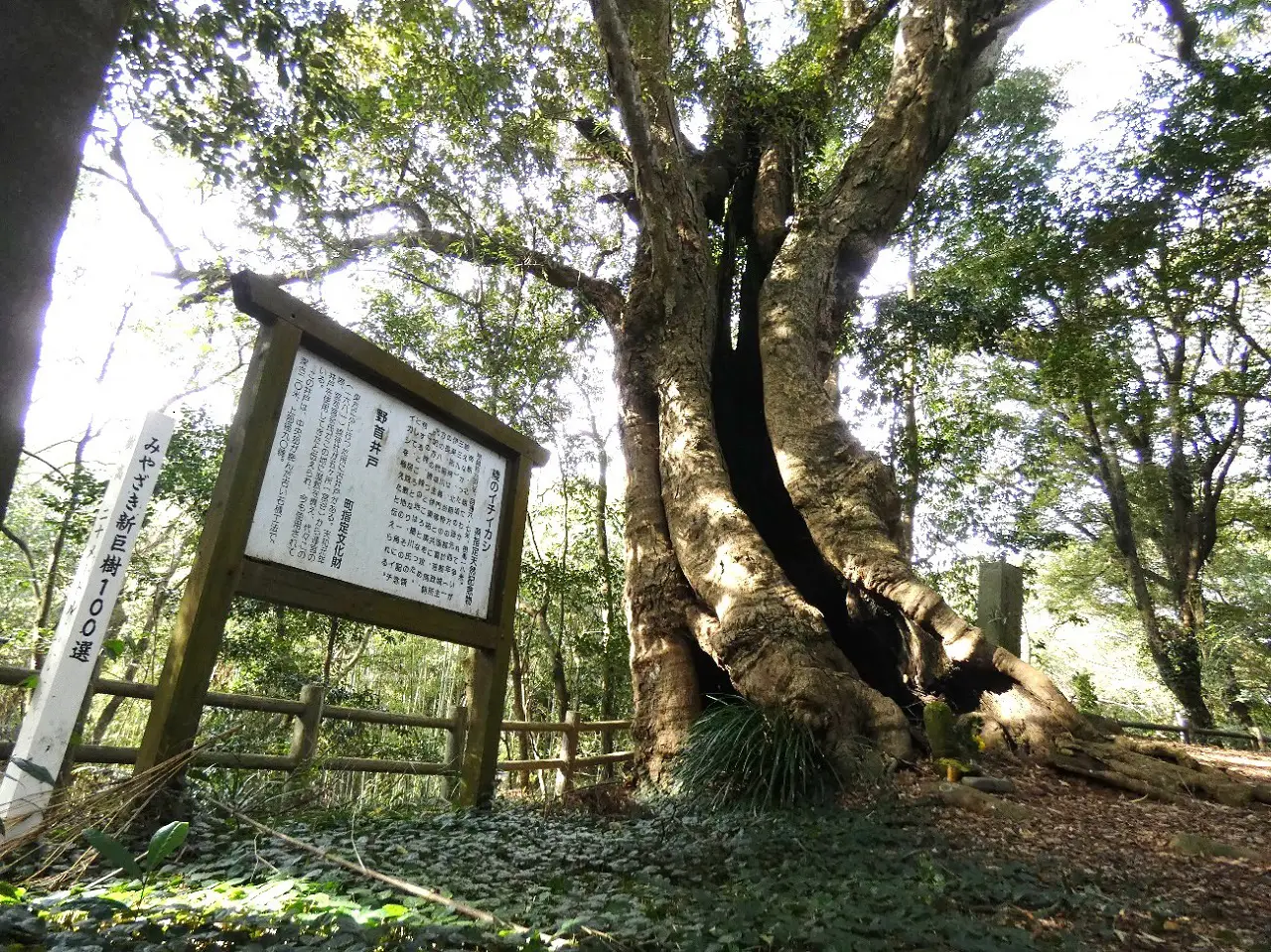 巨樹コラム：環境省