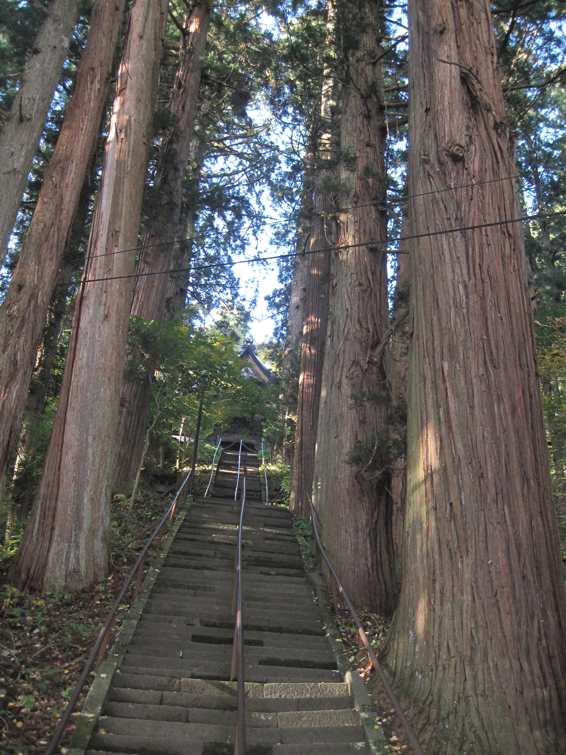 写真2 戸隠神社宝光社の巨杉と拝殿 写真2 戸隠神社宝光社の巨杉と拝殿