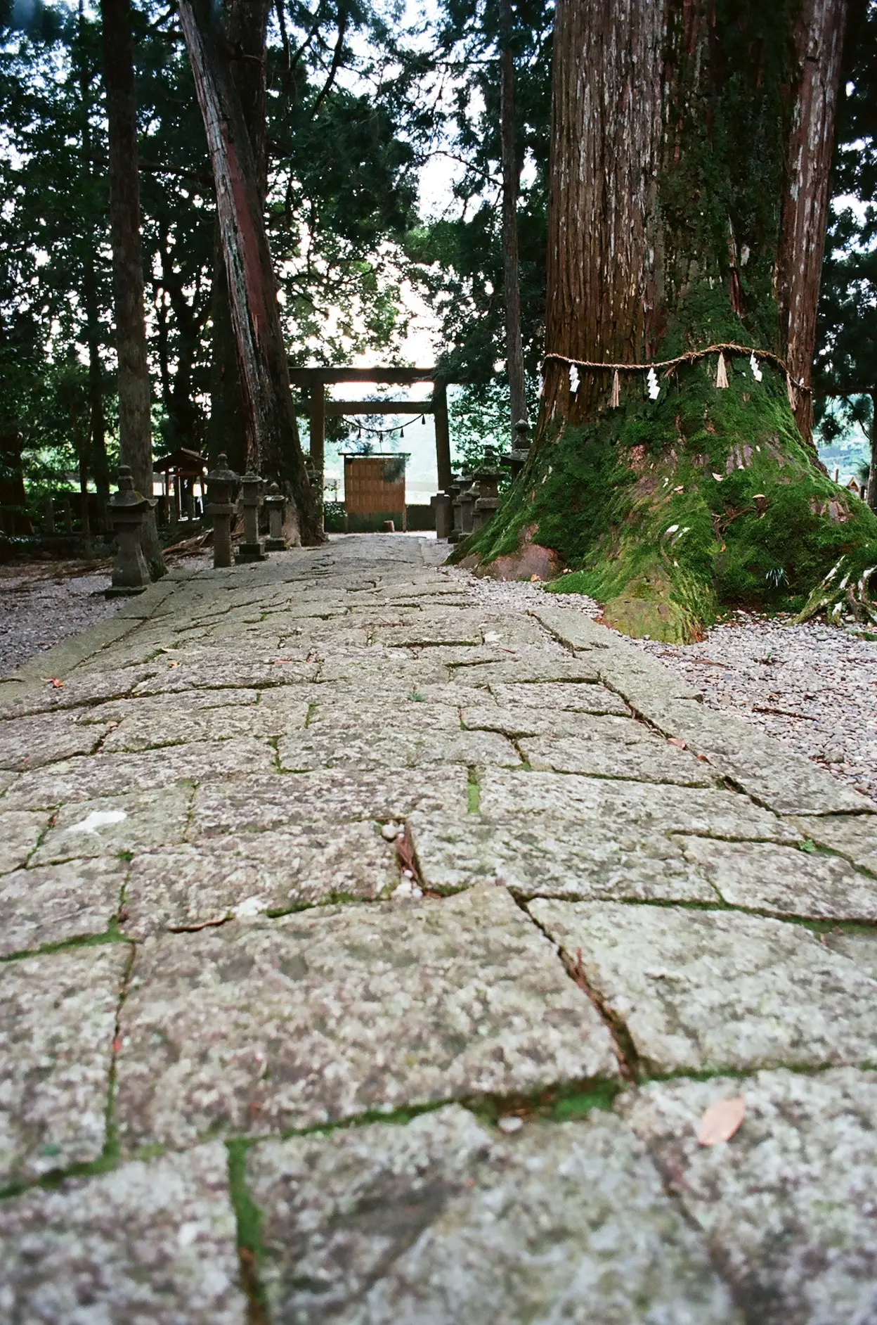 飛鳥神社の四本杉【三重県】