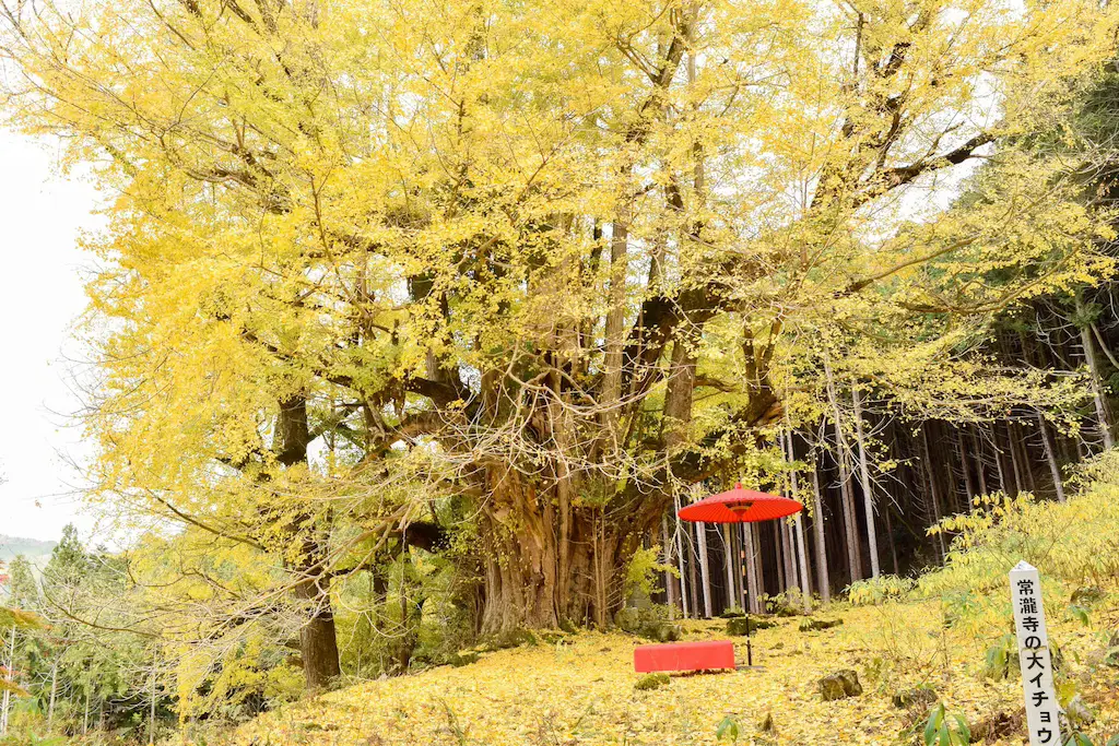 常瀧寺の大イチョウ【兵庫県】