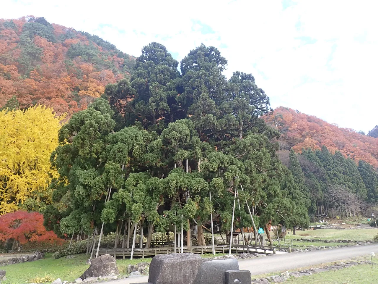 御仏供（おぼけ）杉【石川県】