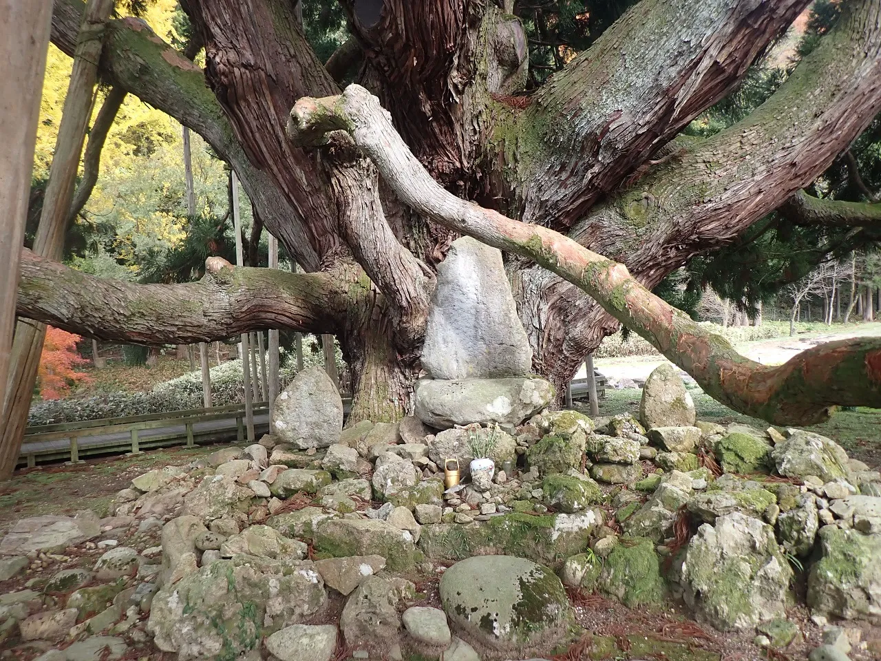 樹齢約800年　③ 杉　枝　銘木　希少　落とし掛け　仏壇　神棚　パワーウッド 樹齢約800年 ④ 杉 枝 銘木 希少 落とし掛け 仏壇 神棚 パワーウッド