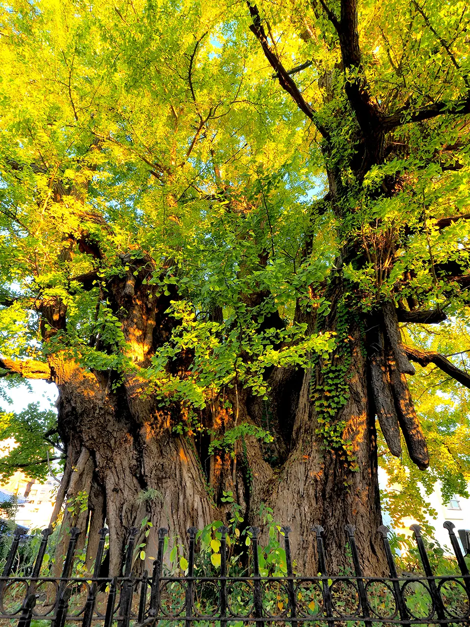 善福寺のイチョウ【東京都】駒つなぎの樟【大阪府】（東西戦災樹木）