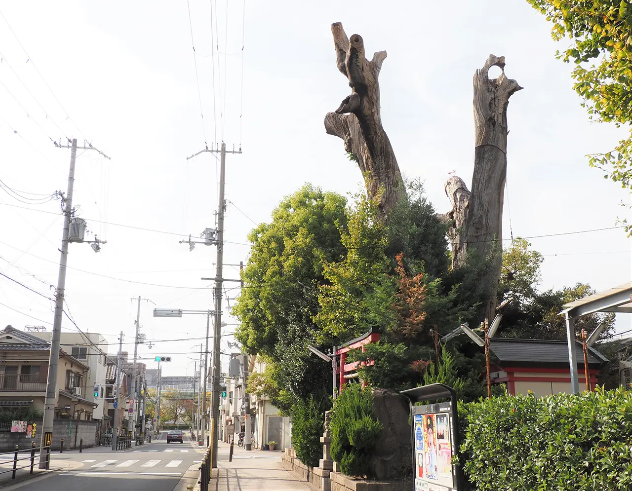 巨樹コラム：環境省