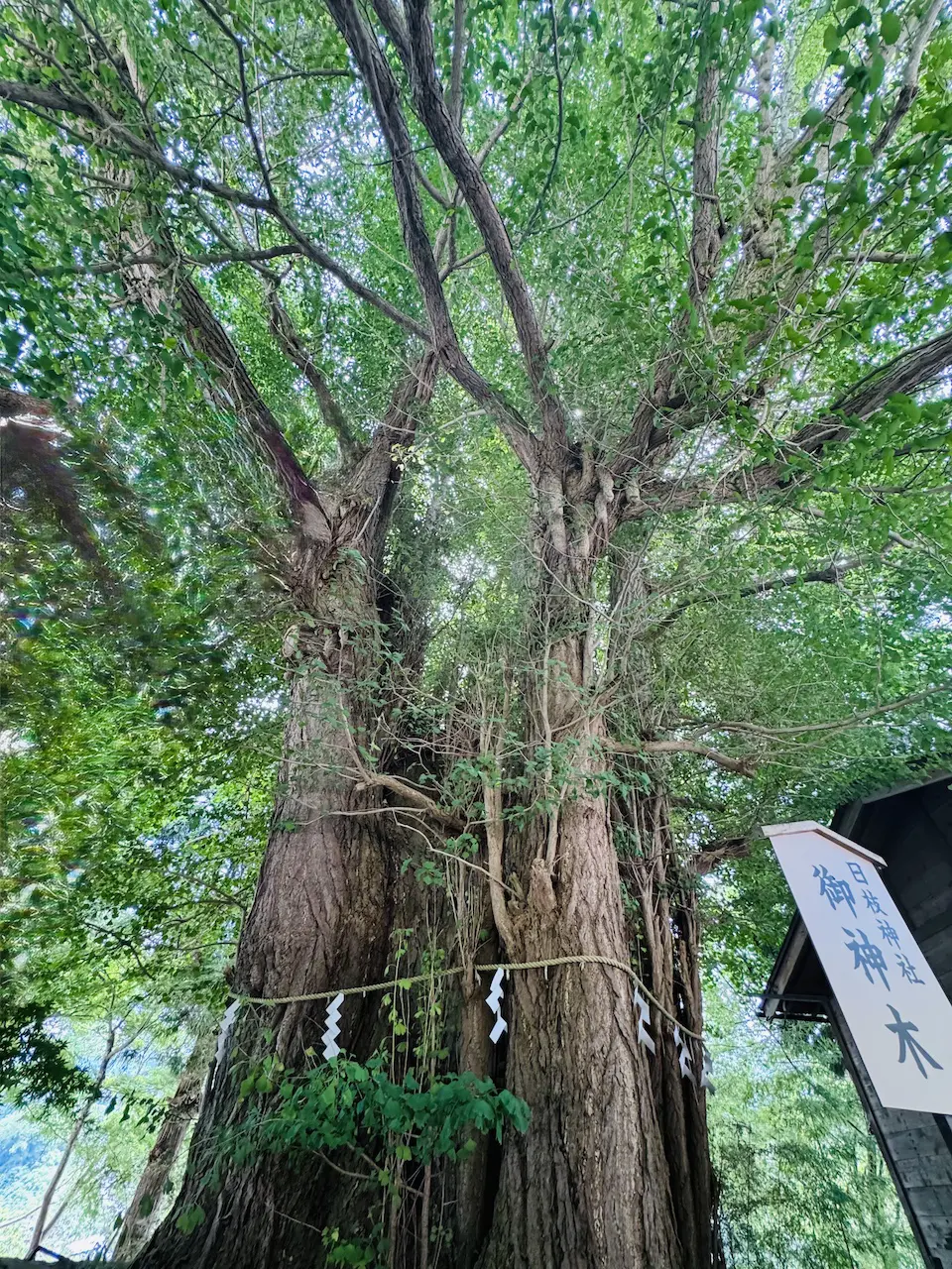 山寺の大イチョウ【山形県