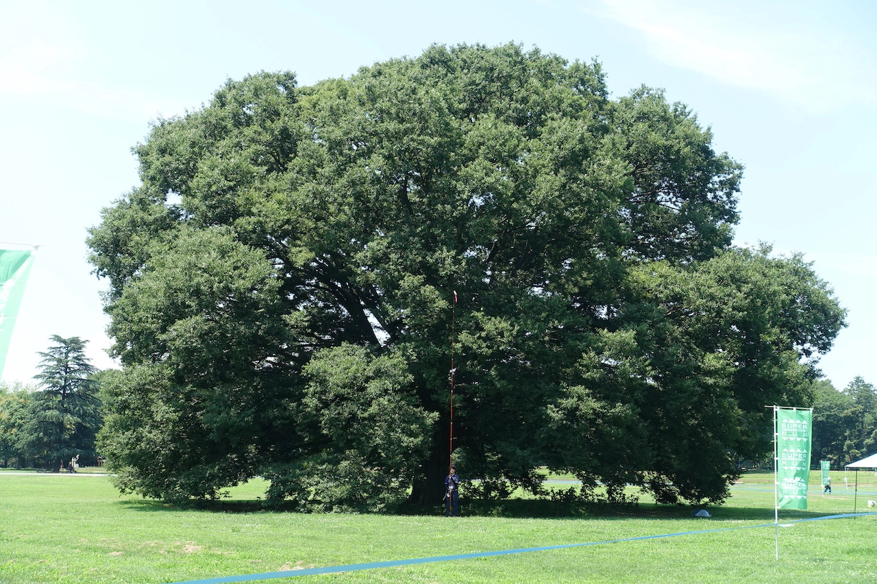 みんなの原っぱ大ケヤキ【東京都】