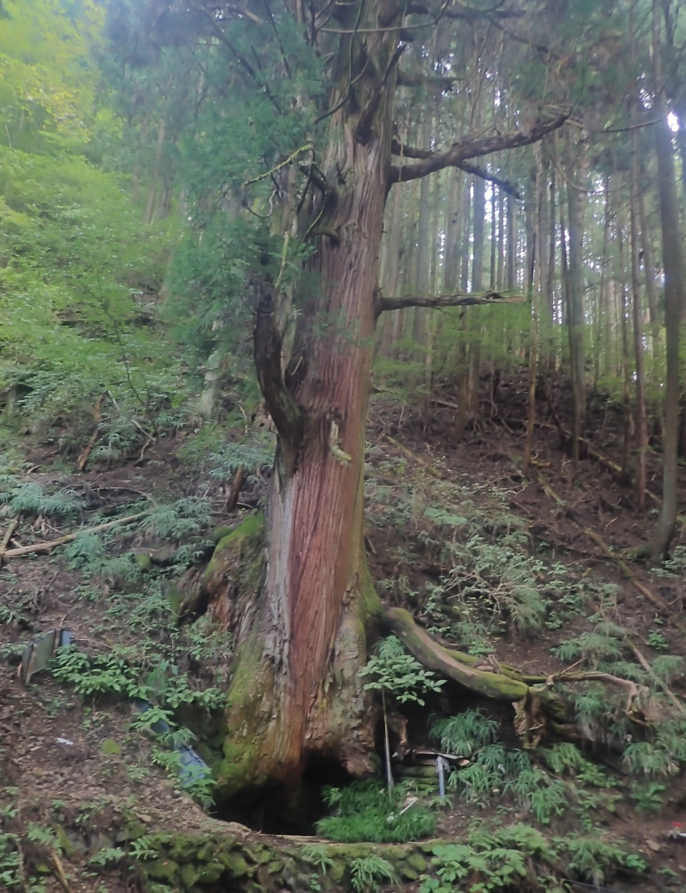 旧田倉邸の大杉【東京都】
