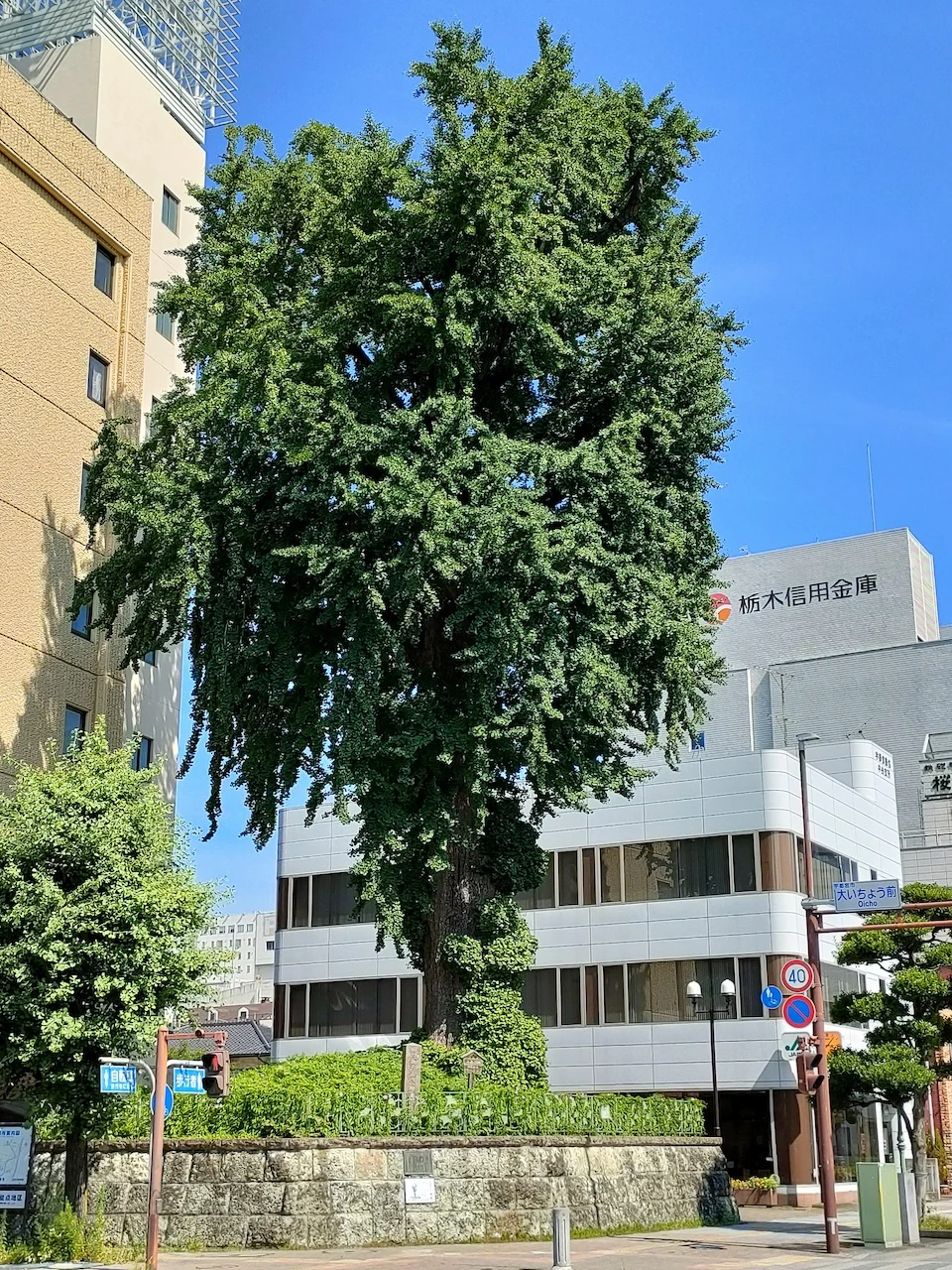旭町の大いちょう【栃木県】