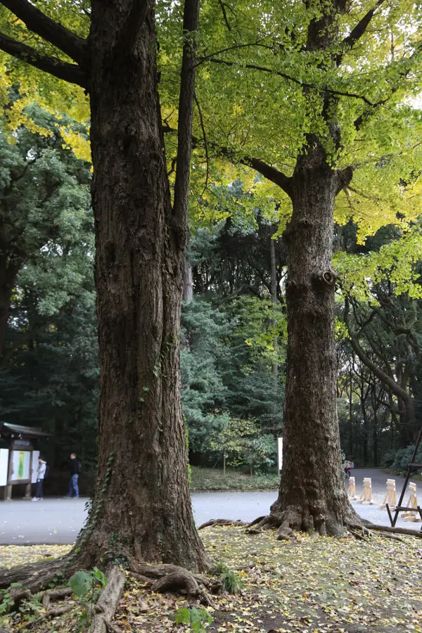北門のイチョウ