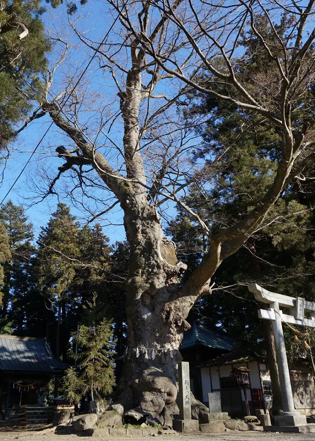 村主の大欅ケヤキ