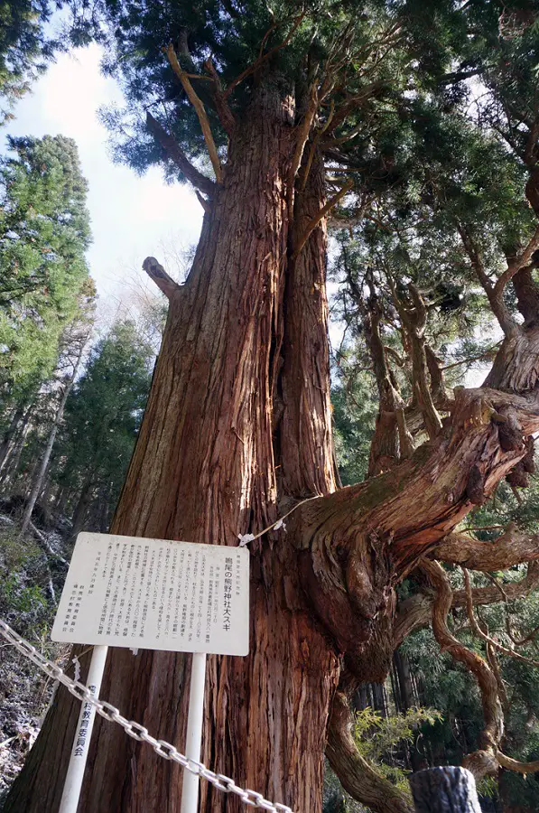 鳴尾の熊野神社大スギ