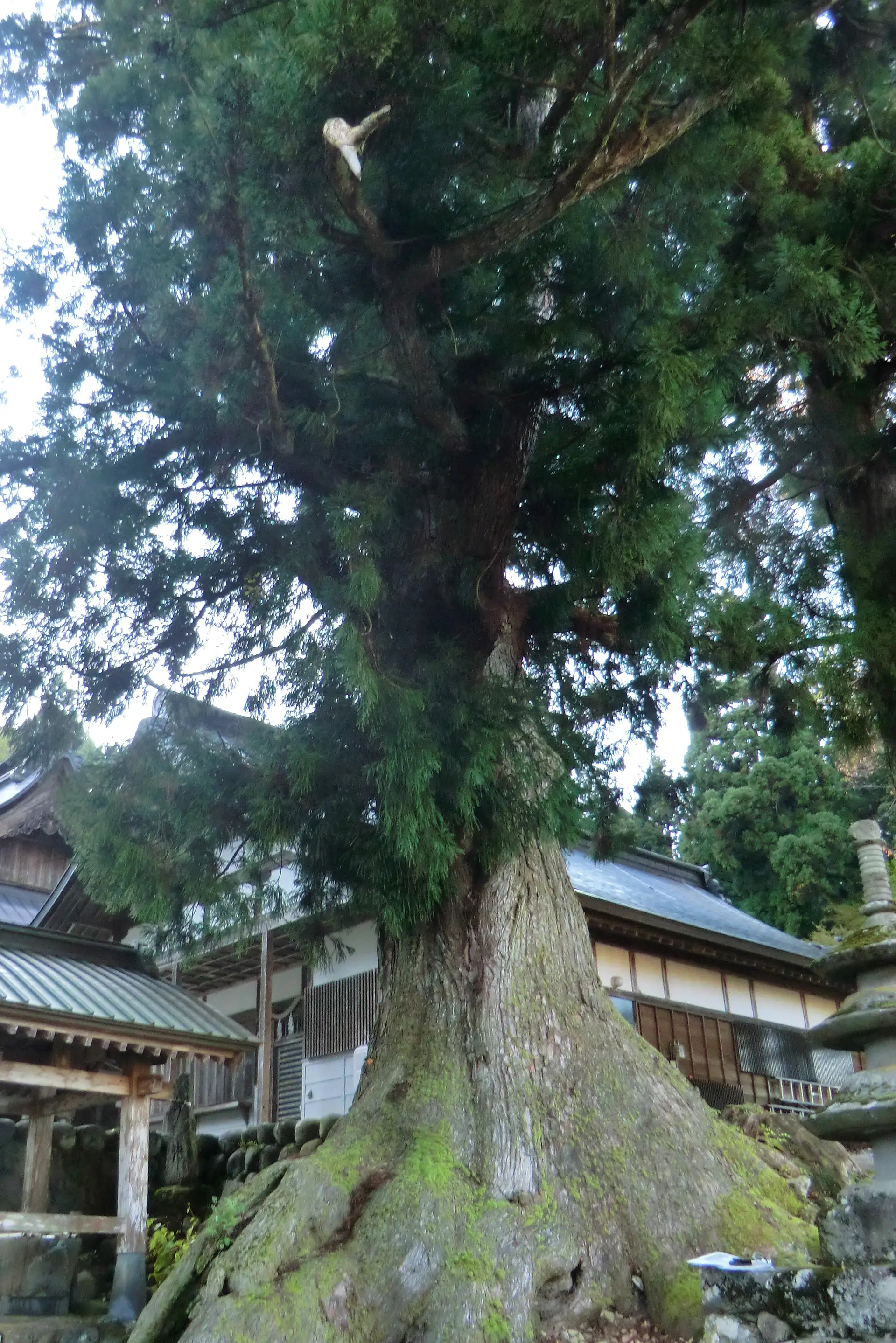 長滝白山神社の大スギ