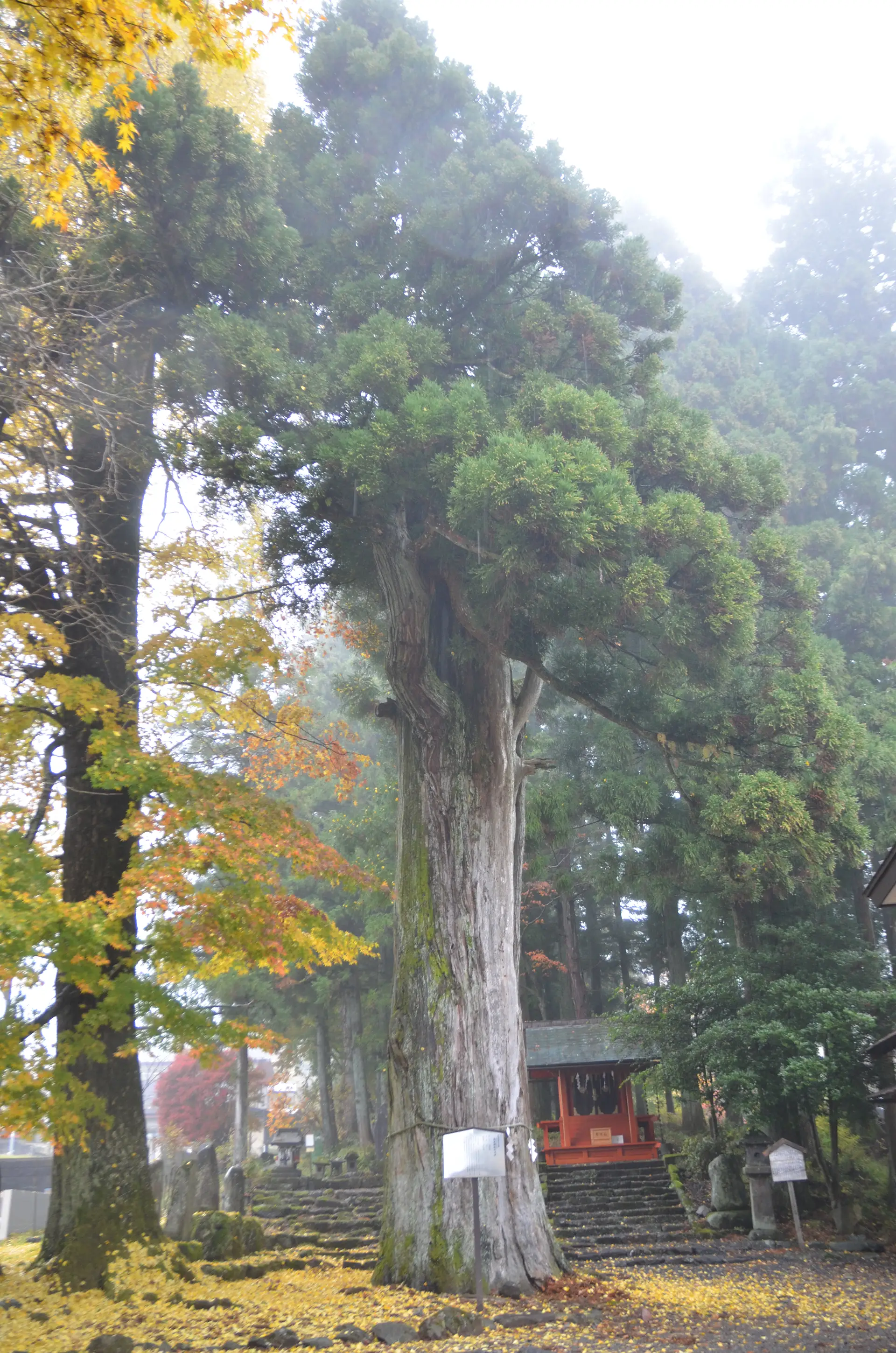 花石神社のスギ