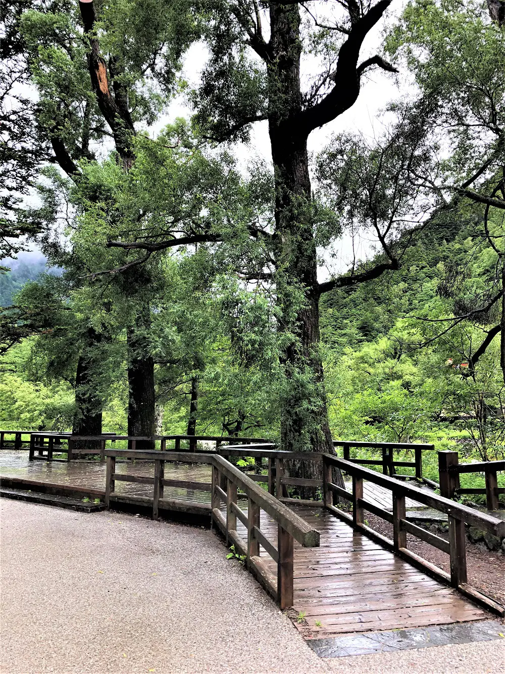 河童橋右岸のケショウヤナギ