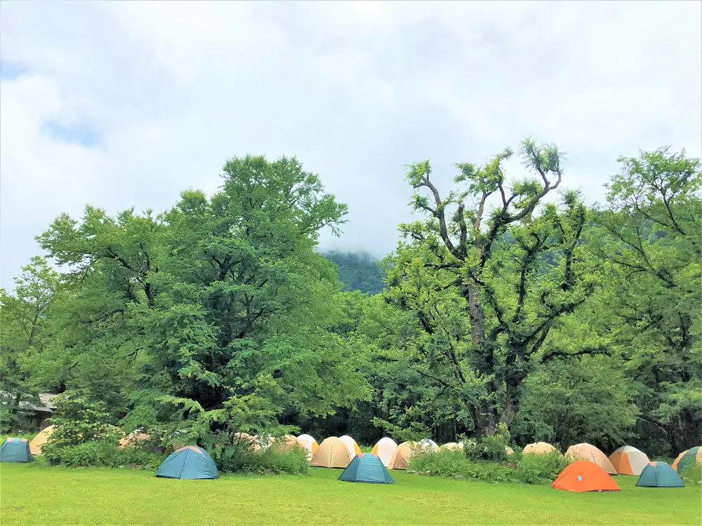 徳沢キャンプ場のハルニレとカツラ