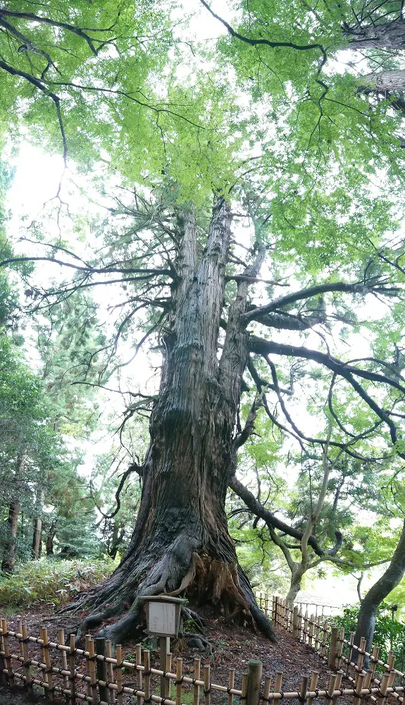 太郎杉