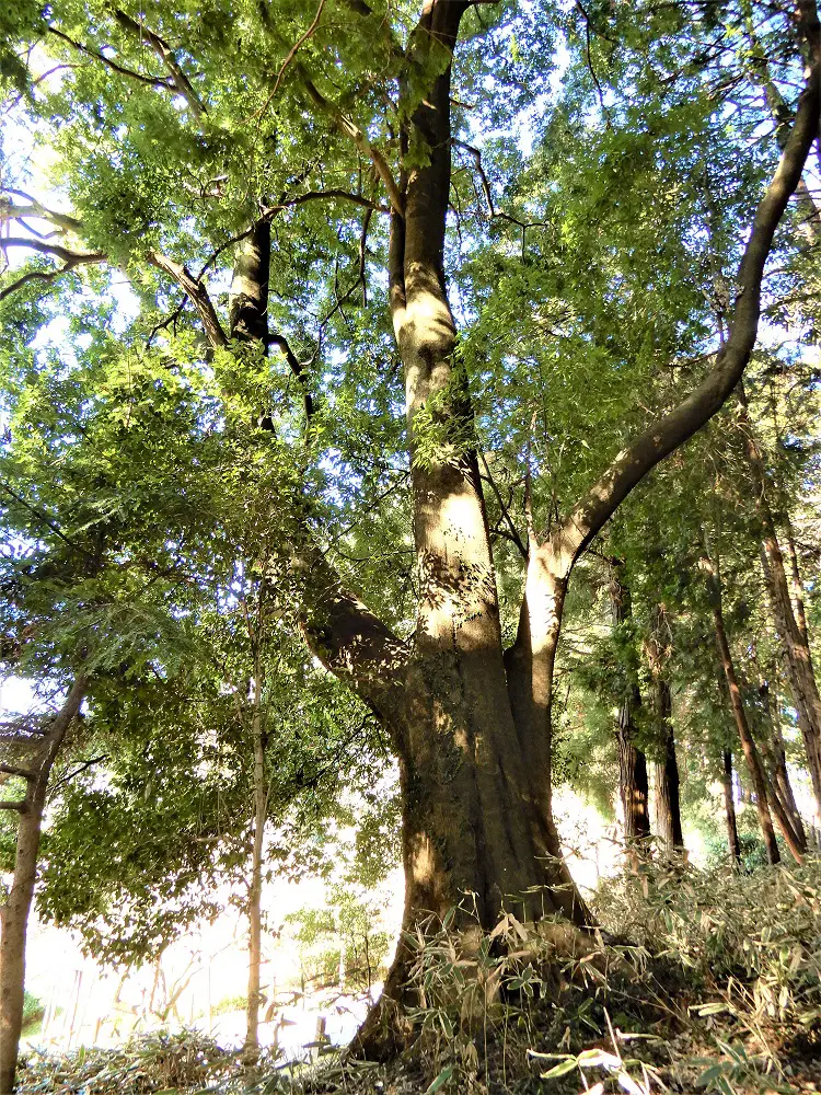 偕楽園のシラカシ