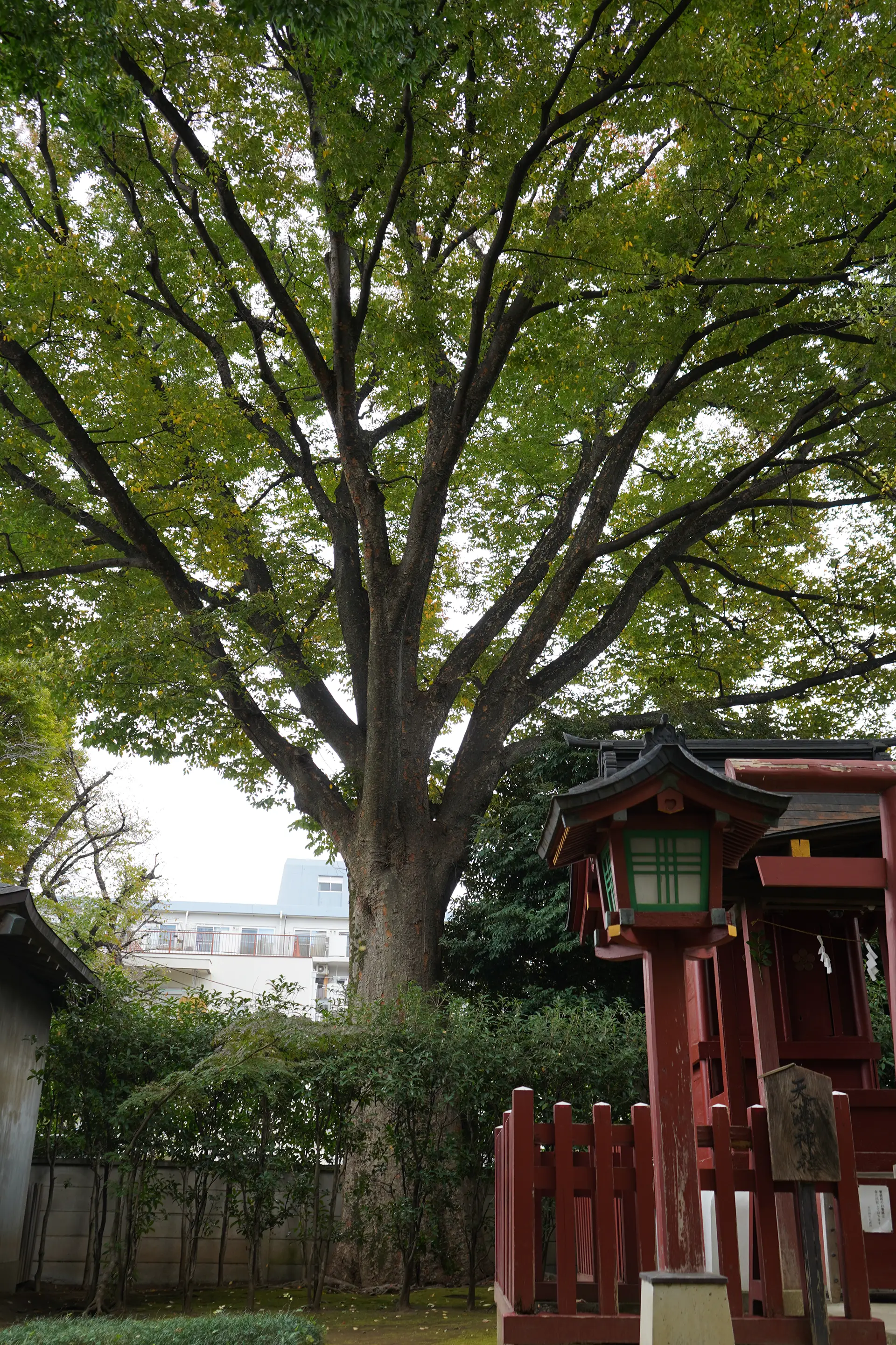 天満神宮のケヤキ
