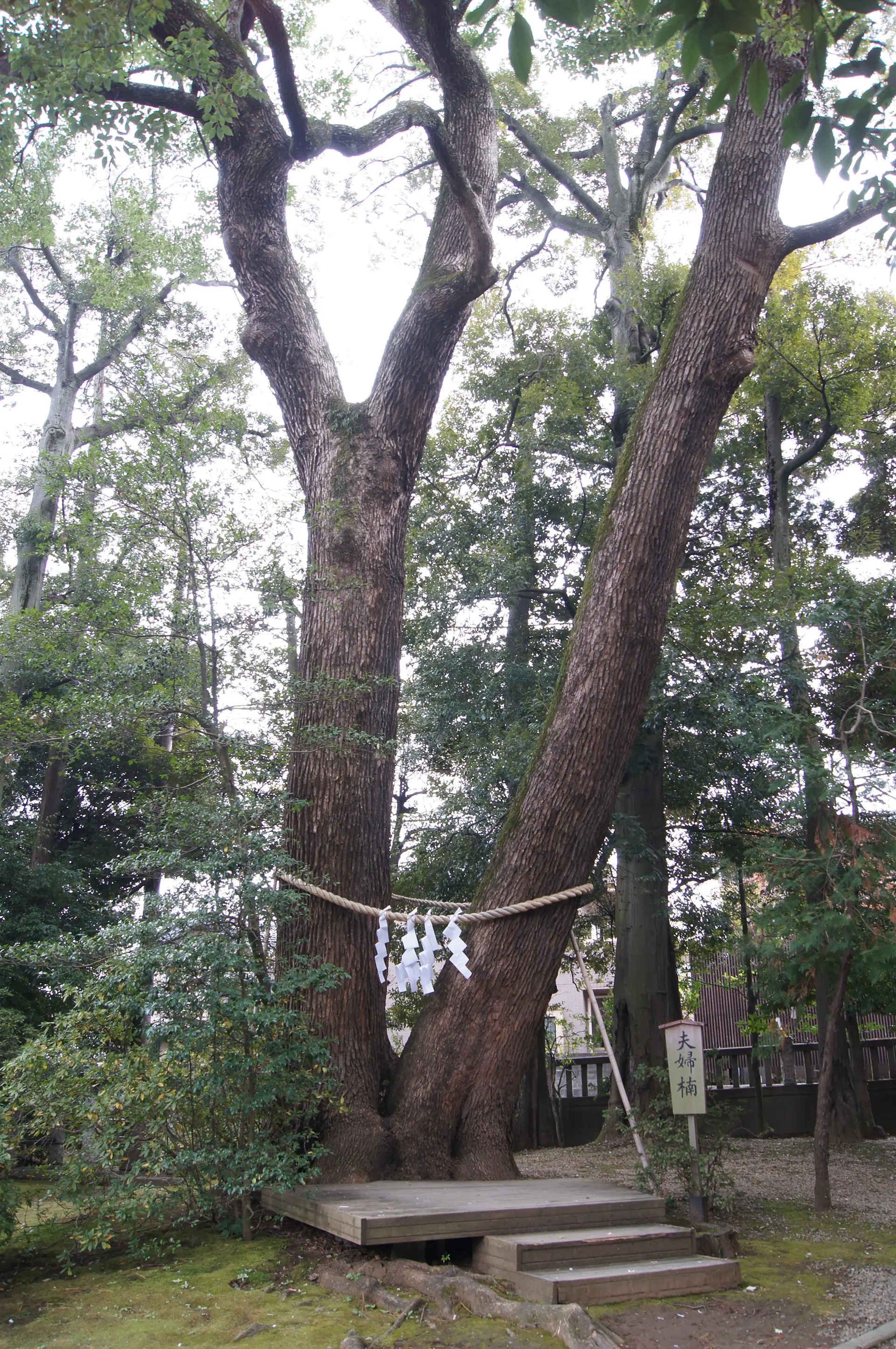 氷川神社の夫婦楠