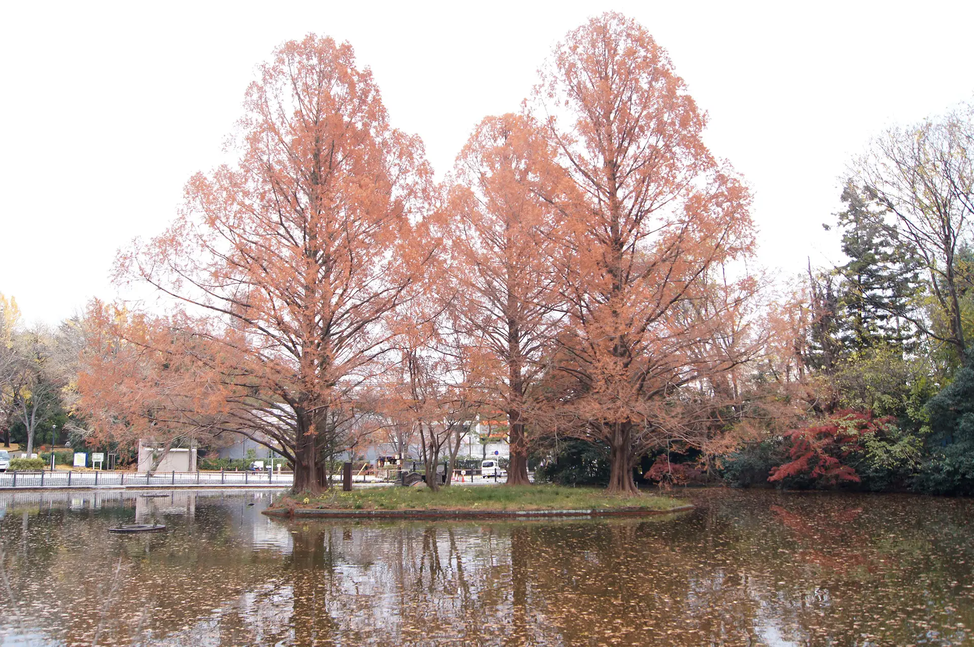 大宮公園のメタセコイア
